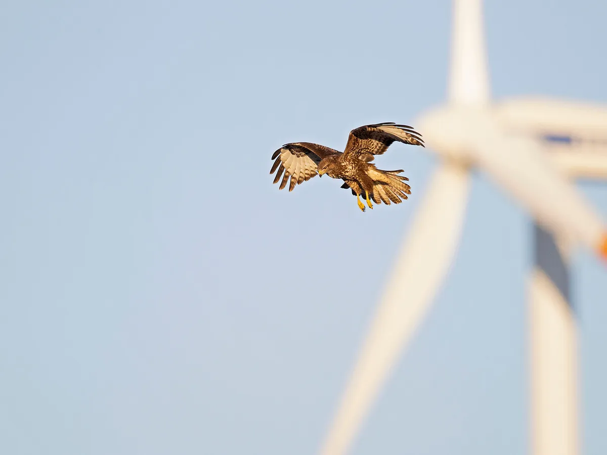 Common Buzzard flying close to a wind turbine, Credits: Unsplash