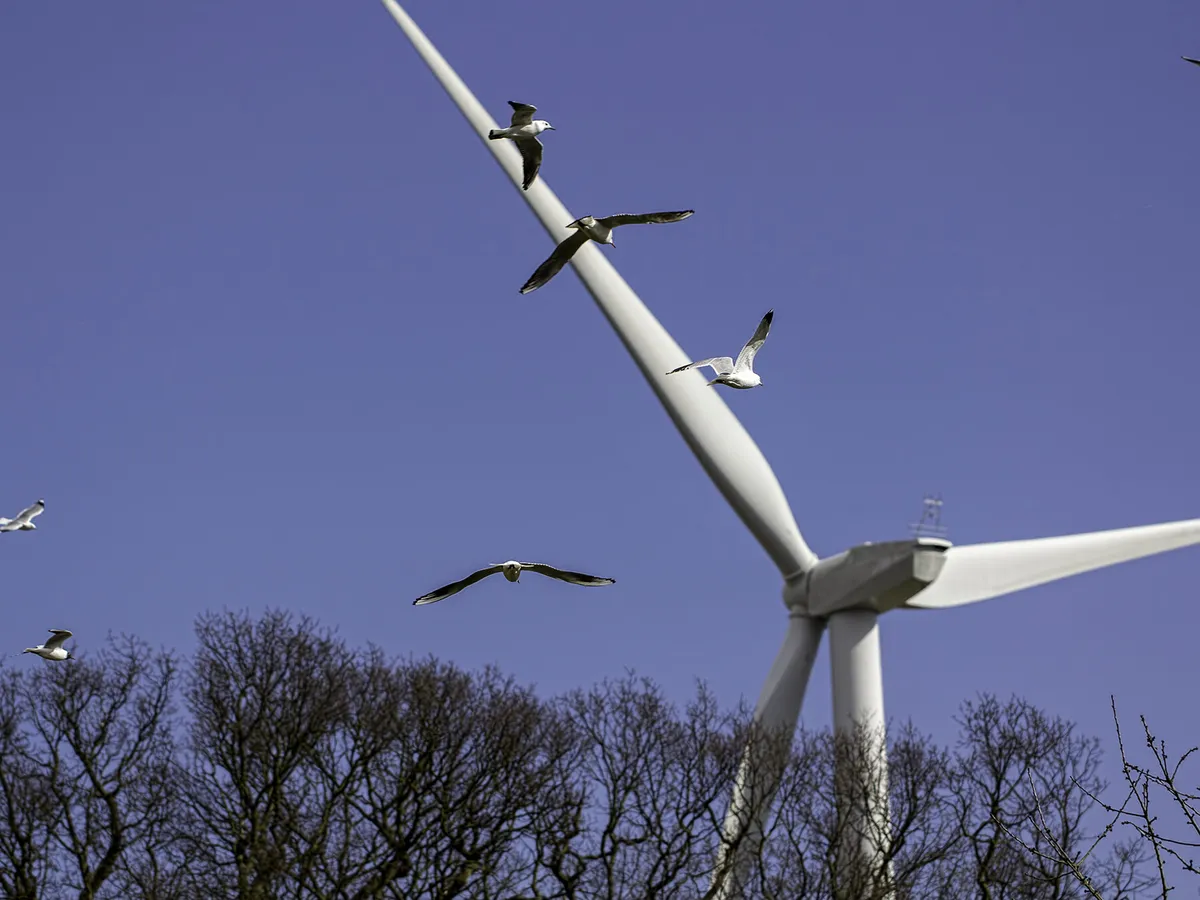 A flock of gulls heading towards a wind turbine, Credits: Pixabay