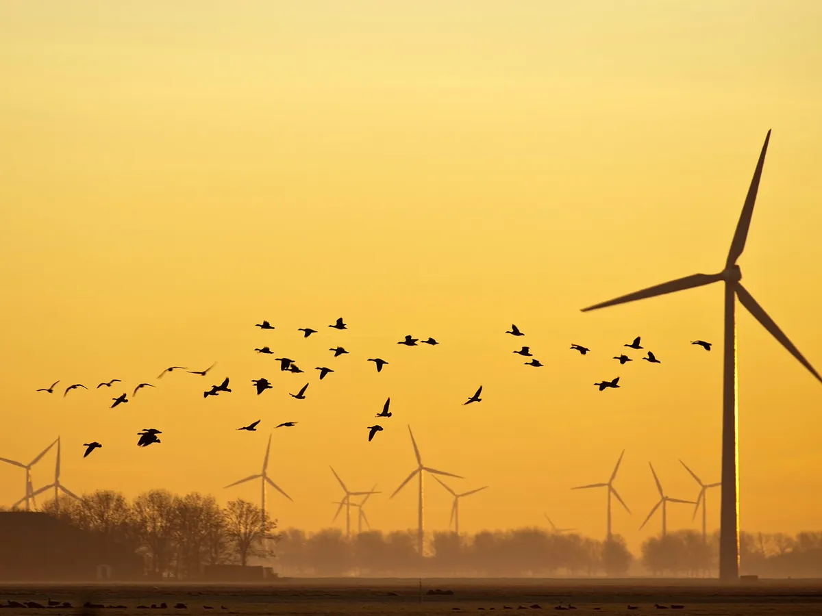 Migratory geese flying close to wind turbines during sunset, Credits: Pexels