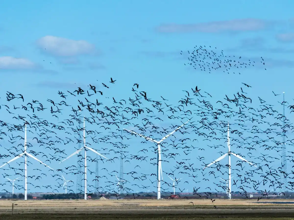 How many birds are killed by wind turbines